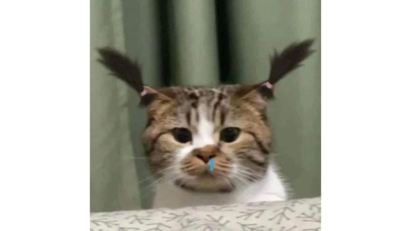 Những chú mèo đáng yêu 5