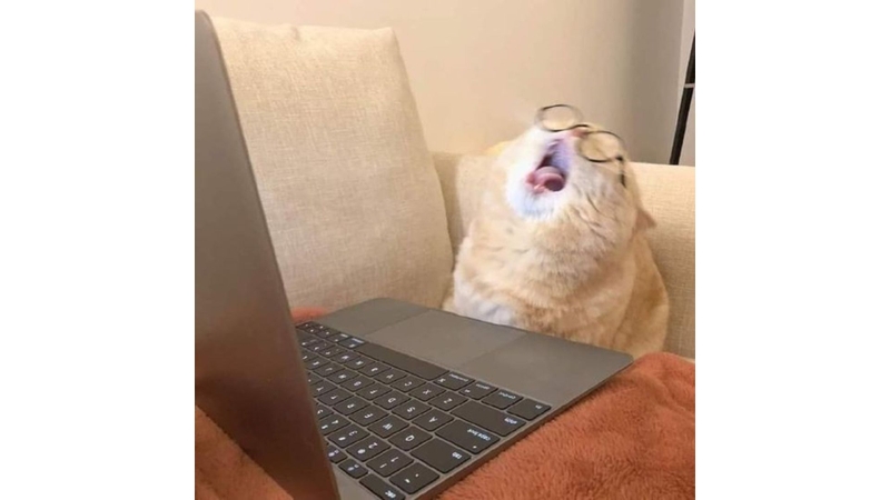 Những chú mèo đáng yêu 6