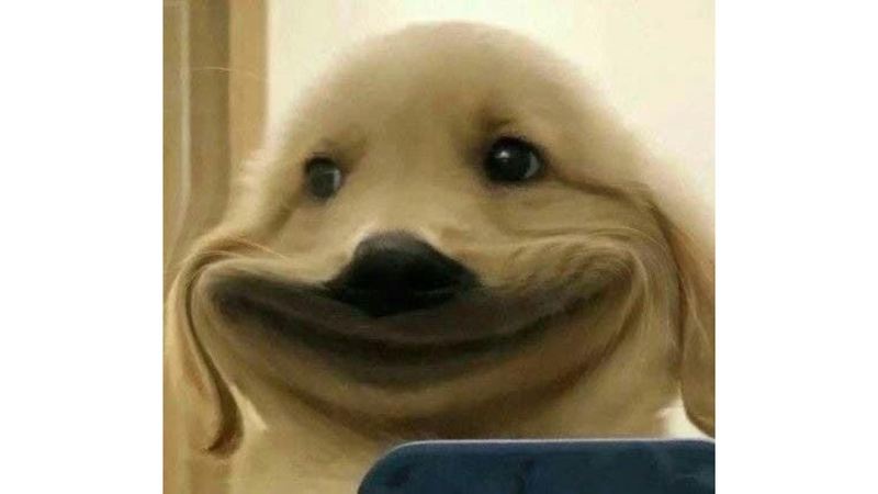 Hình những chú cún ngộ nghĩnh 2