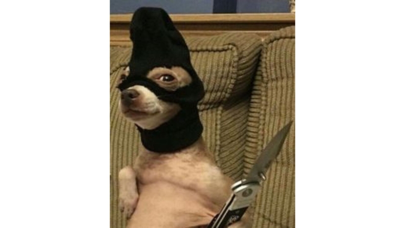 Avatar meme chó 3