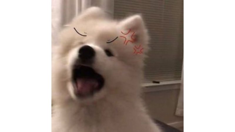 Avatar meme chó 6