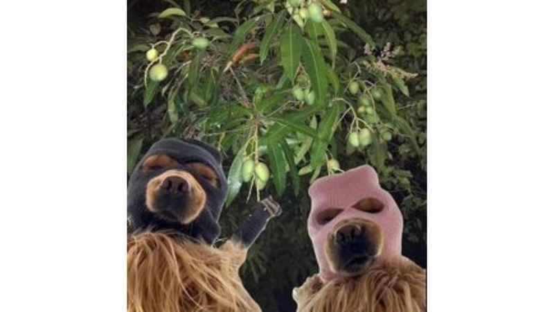 Avatar meme chó 7