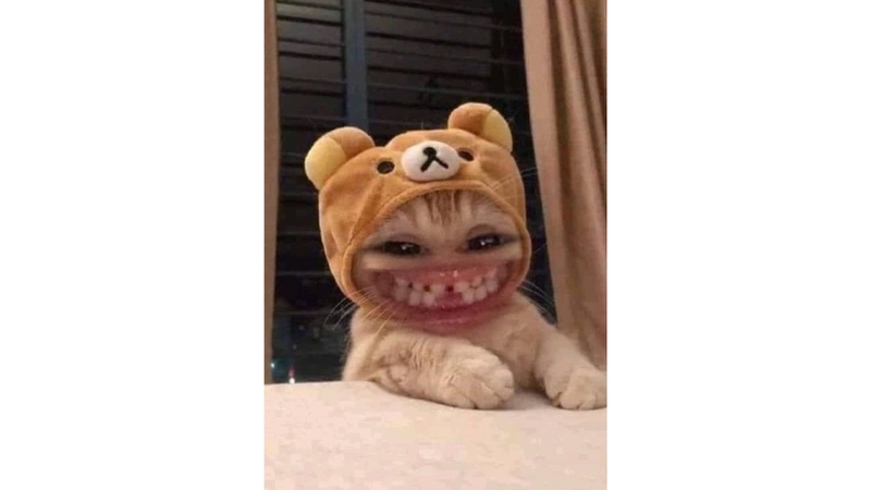 Avatar meme mèo 4