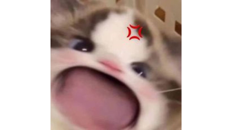 Avatar meme mèo 5