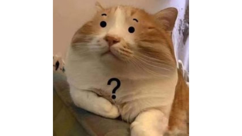 Avatar meme mèo 6