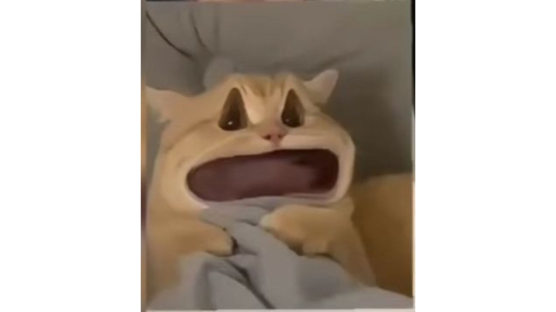 Avatar meme mèo 7