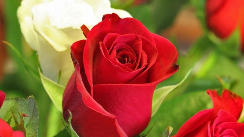 Nguồn gốc của cụm từ bạch nguyệt quang