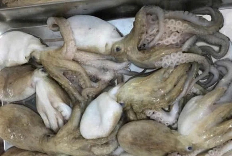 bạch tuộc nhúng giấm ảnh 3