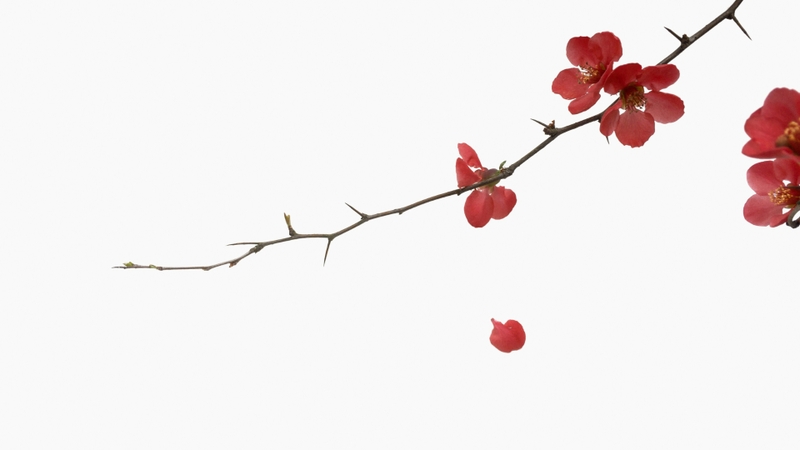 Tổng hợp 60+ hình background hoa đẹp 18