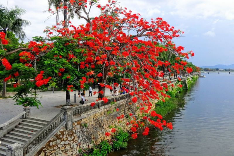Thơ về hoa phượng