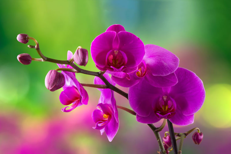 Thơ về hoa lan