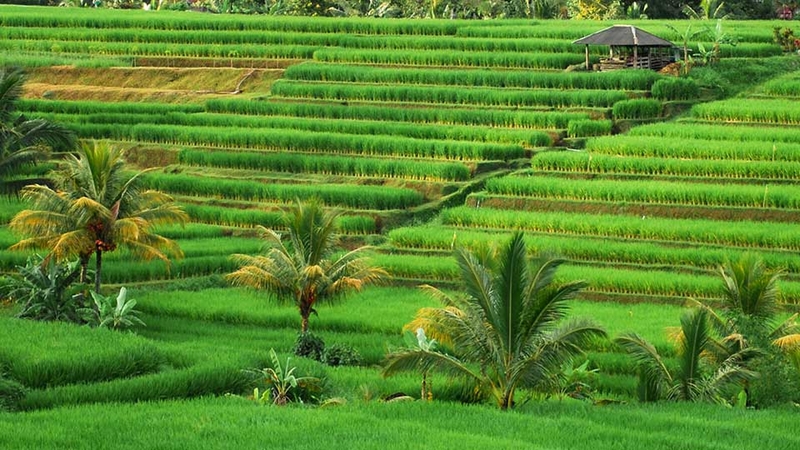 Bali ở nước nào - 05