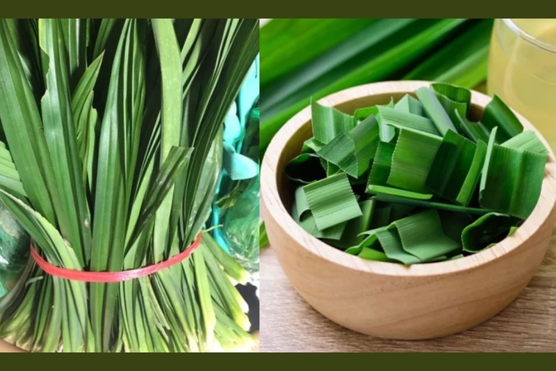 Một số mẹo chọn mua lá dứa bạn nên biết