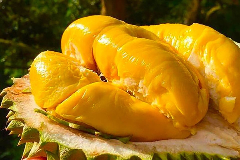 Một số mẹo giúp bạn chọn sầu riêng cơm giày, vàng óng, thơm ngon