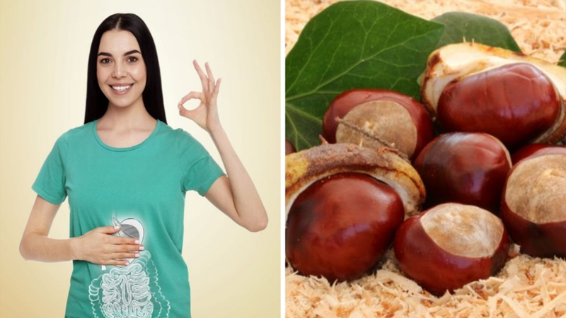 Nguồn chất xơ trong hạt dẻ giúp cải thiện tiêu hóa