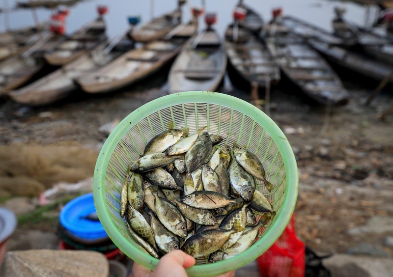 Những lợi ích dinh dưỡng từ cá kình