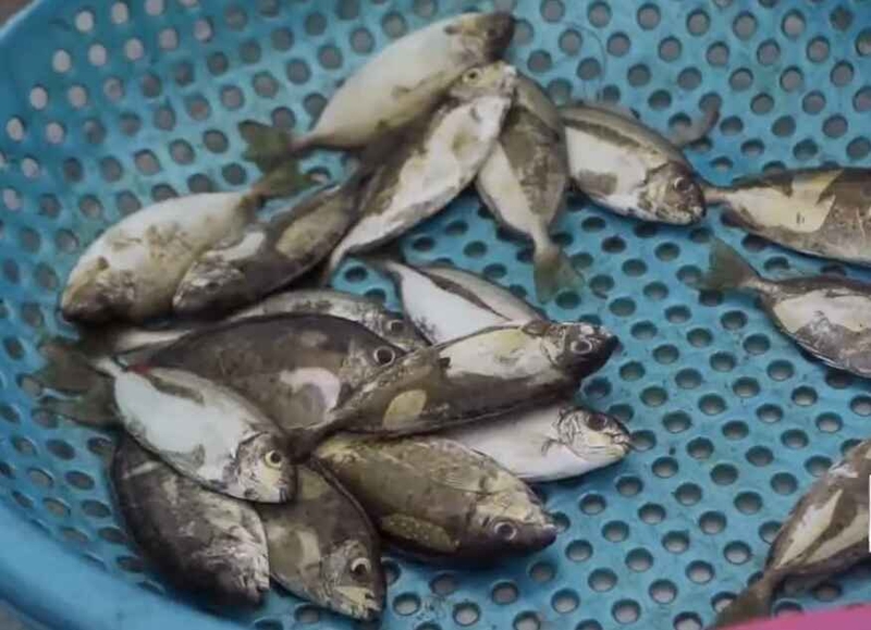 Mẹo chọn mua cá kình tươi ngon