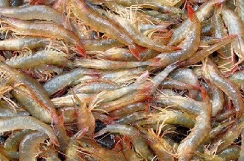 Bánh xèo tôm nhảy Quy Nhơn ảnh 2