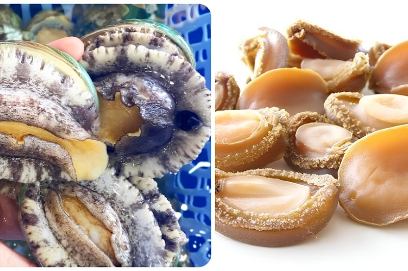 Bào ngư là gì?