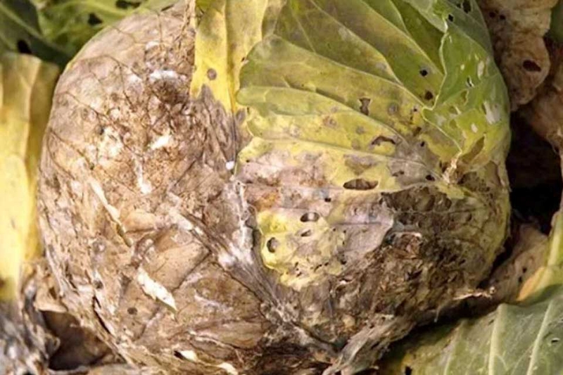 Bảo quản rau ăn lá - 06