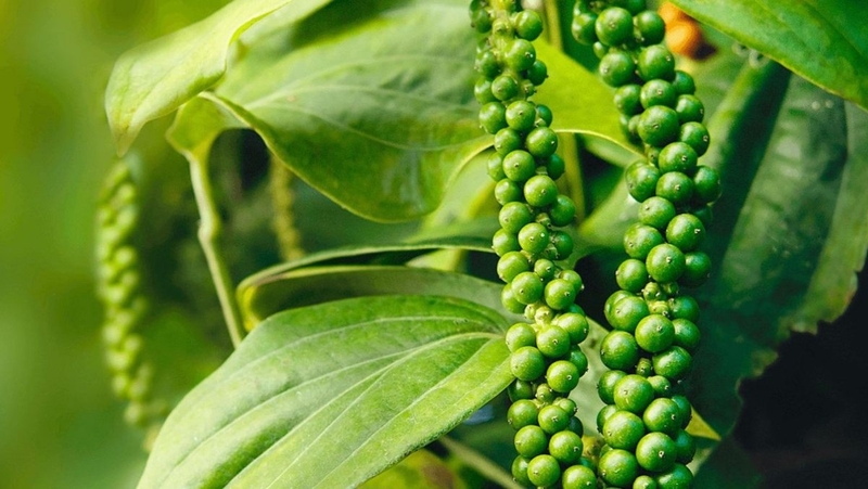 bao tử cá hầm tiêu 9