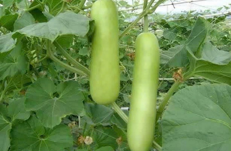 bầu muối chua ảnh 1
