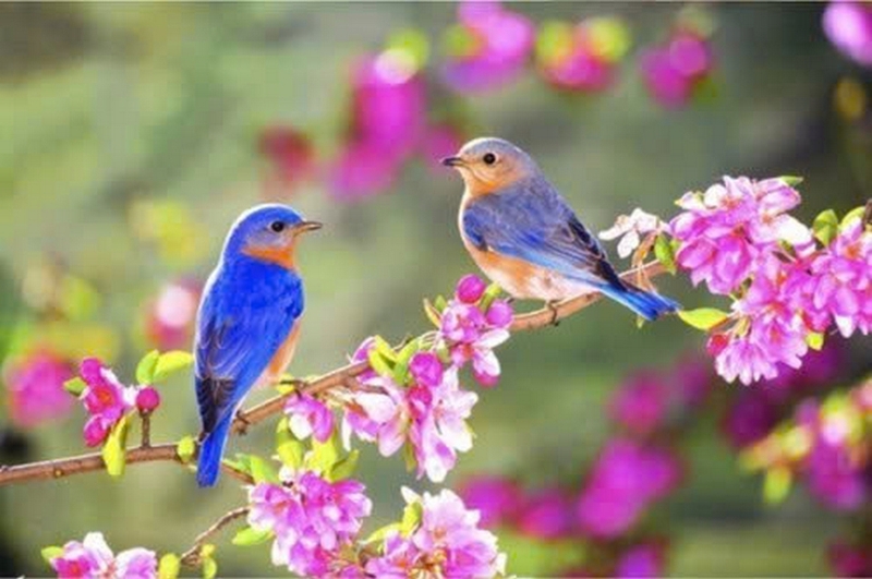 Bây giờ là mùa gì ở Việt Nam ảnh 2