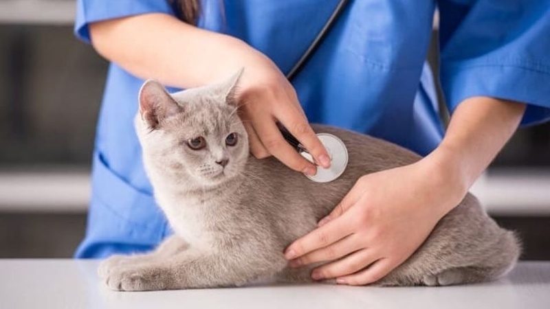 bệnh viện thú y gần đây 1