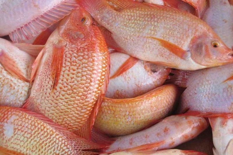 Bí quyết nấu canh chua cá - 02