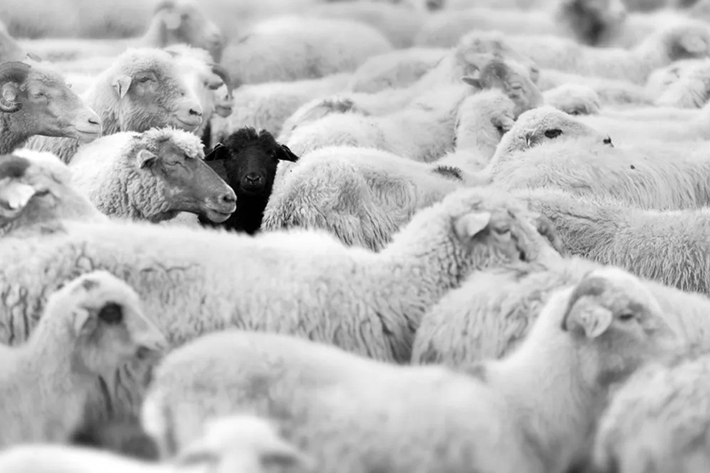 Black sheep là gì 15