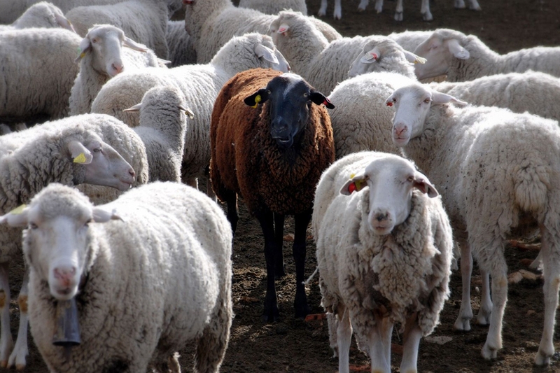 Black sheep là gì 12