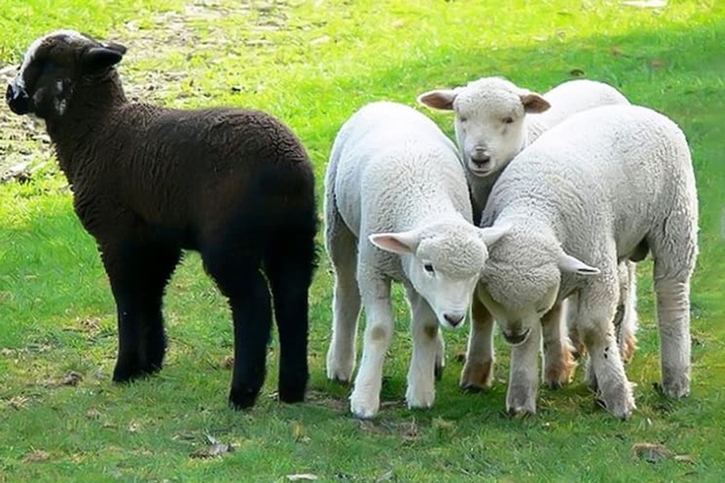 Black sheep là gì 3