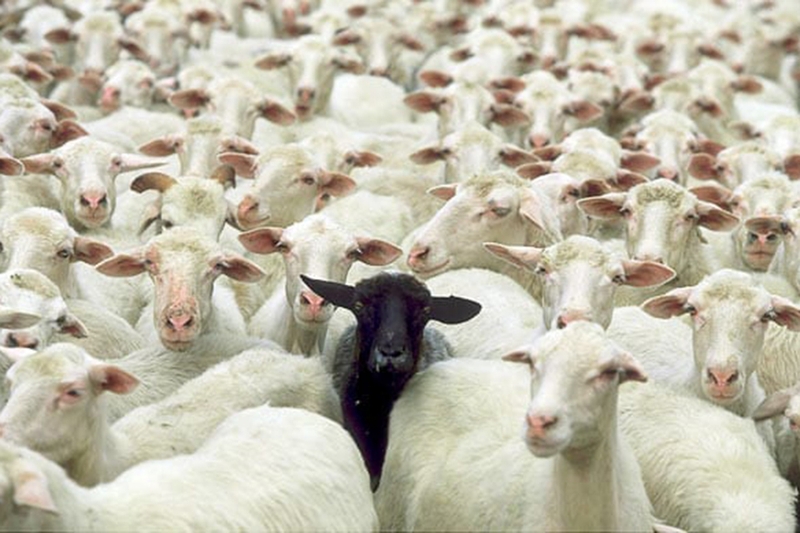 Black sheep là gì 10