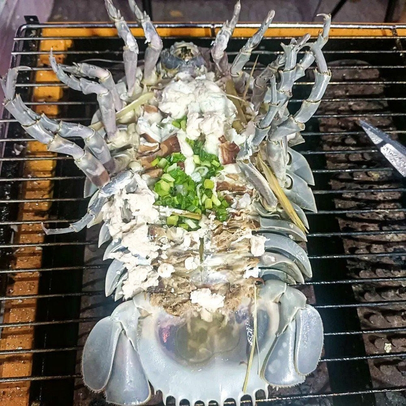 Bọ biển là con gì 6