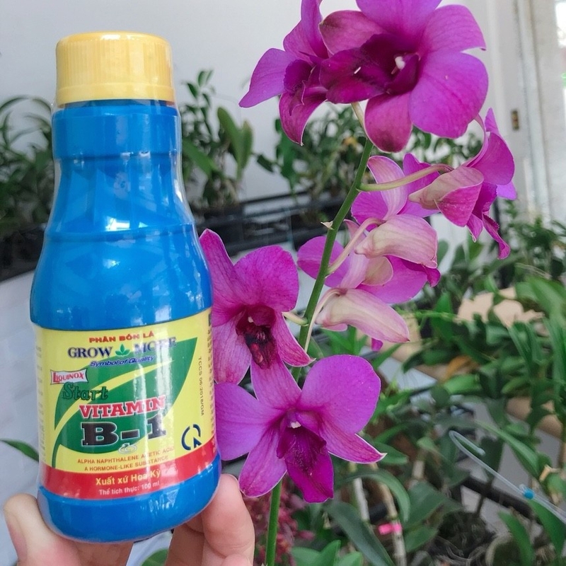 Bỏ gì vào nước để hoa tươi lâu