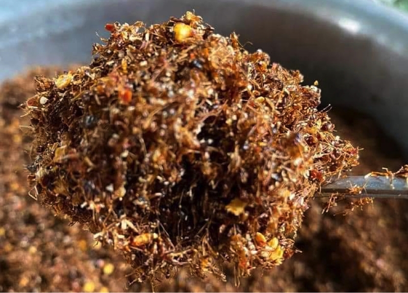 bò một nắng muối kiến vàng 3