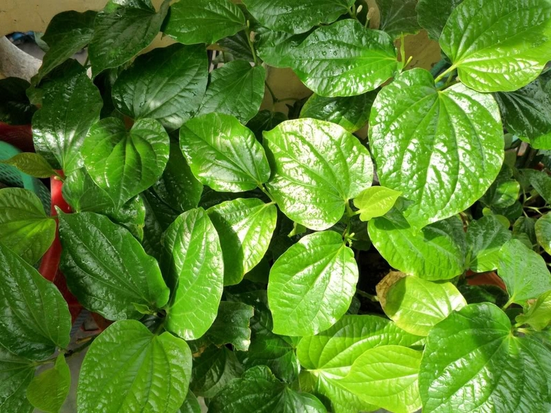 Bò nướng lá lốt kiểu Nam Bộ (ảnh 2)