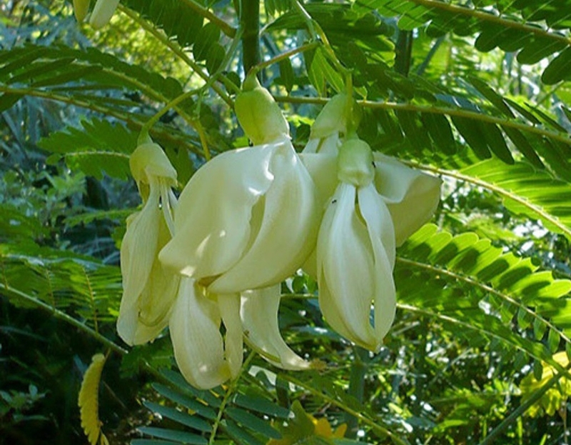 bông so đũa 1