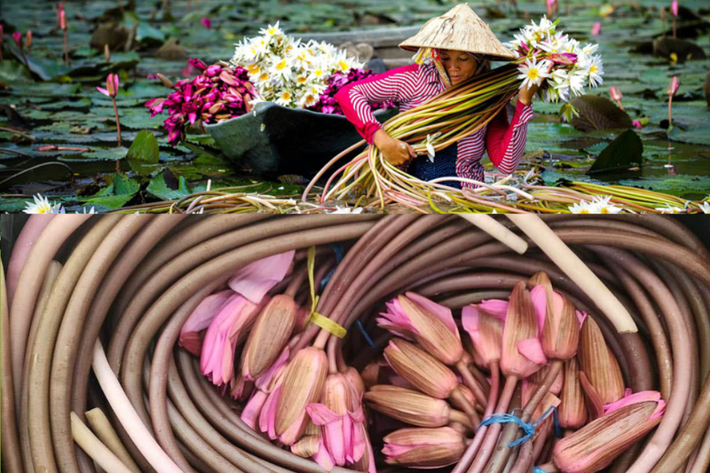 Bông súng (1)