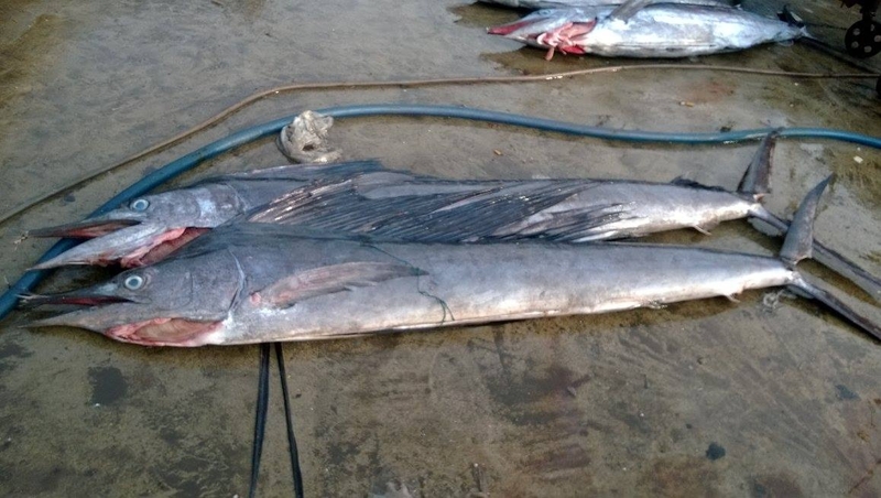 bún cá cờ 1