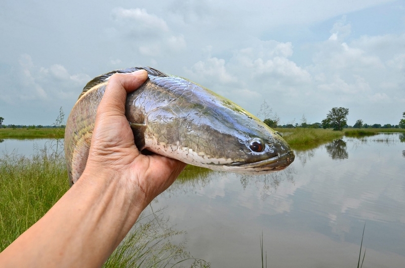 bún mắm bao nhiêu calo ảnh 5