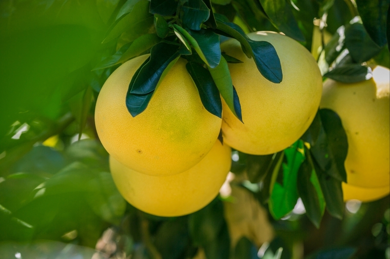 Bưởi bao nhiêu calo 5