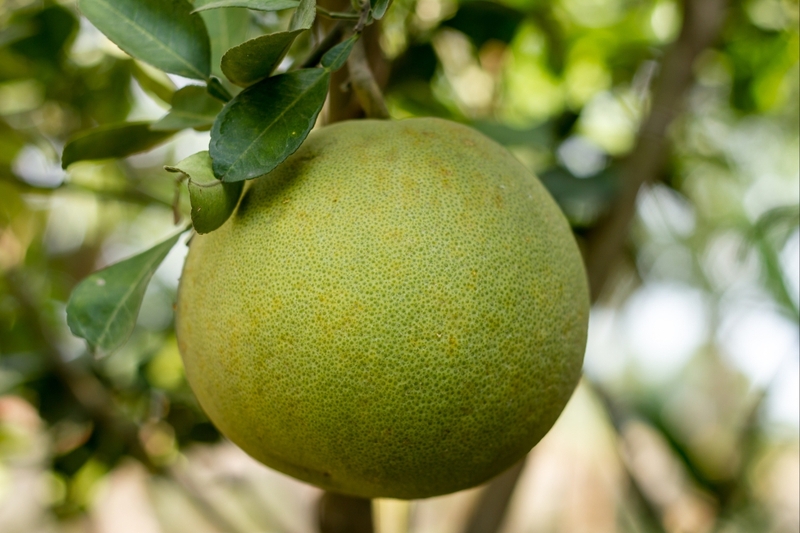 Bưởi bao nhiêu calo 4
