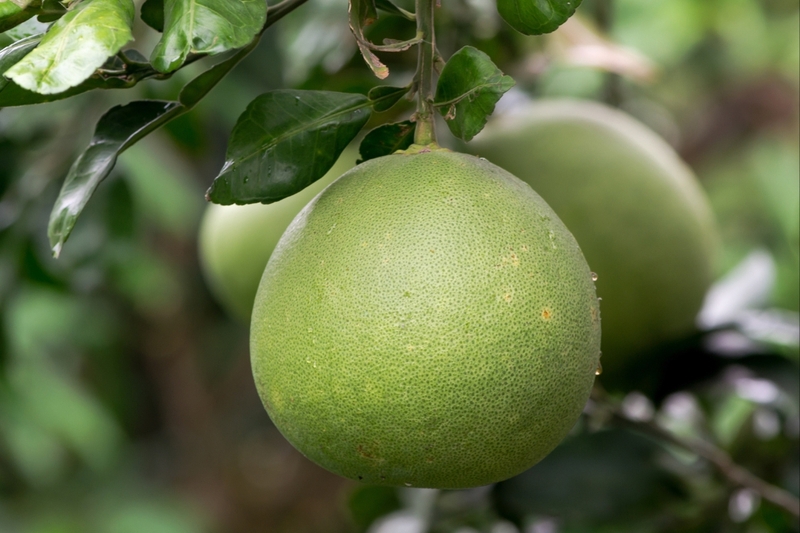Bưởi bao nhiêu calo 6