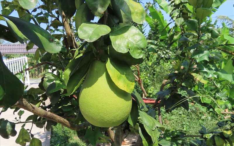 bưởi năm roi 3