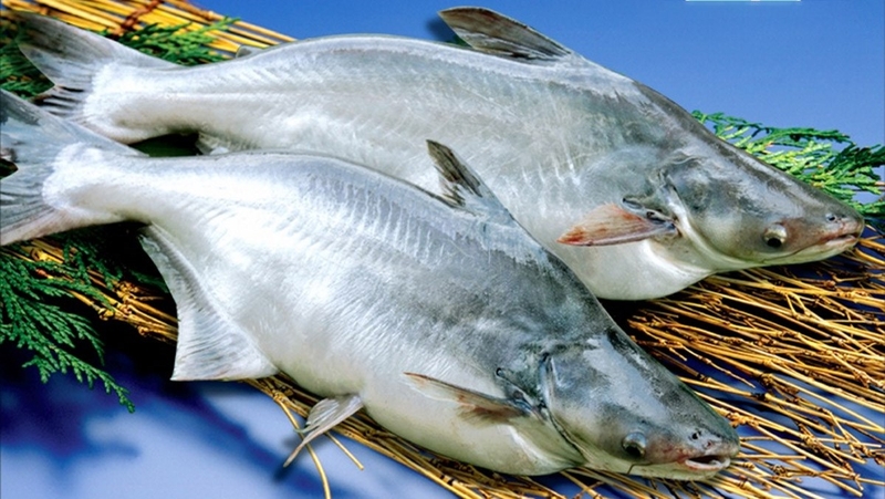 gia tri dinh duong cua ca basa