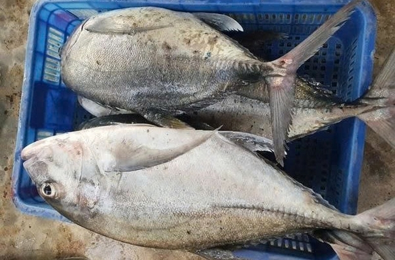 cá bè ảnh 1