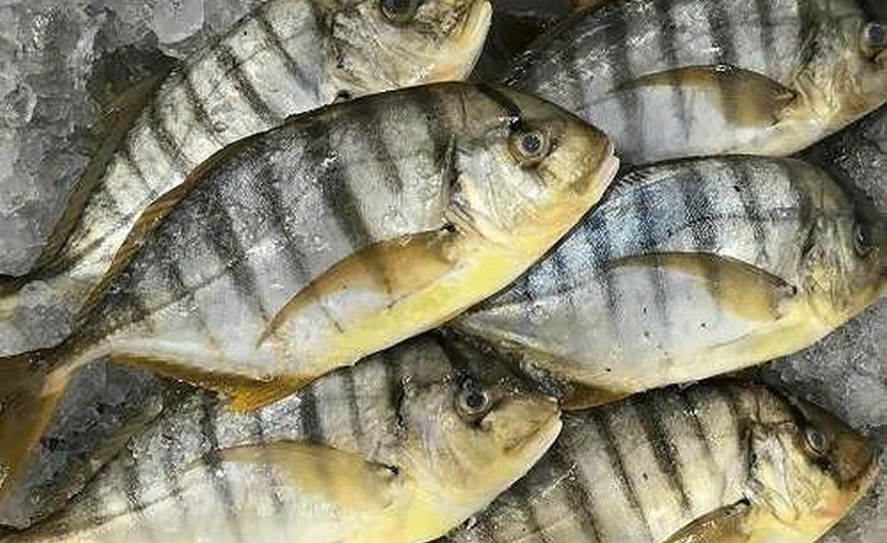 cá bè ảnh 2