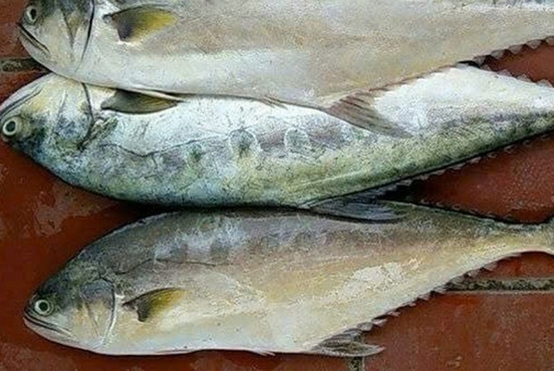 cá bè ảnh 3