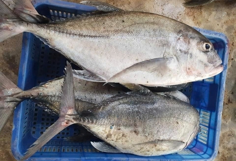 cá bè ảnh 5